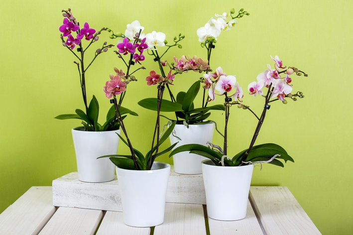 Substrato para orquídeas: como escolher? - Blog da Cobasi