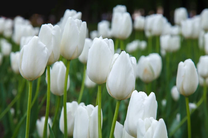tulipas brancas no jardim