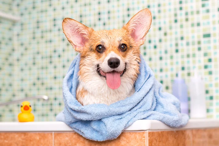 cachorro pode tomar banho