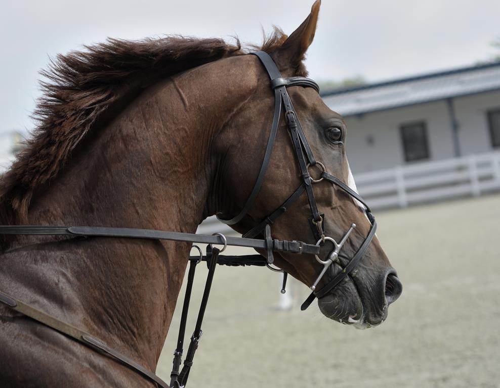 Cavalo saudável, cavalo doente: conheça as características