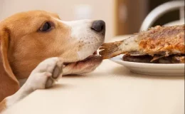 cachorro comendo peixe