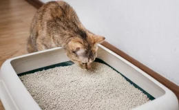 gato cheirando caixa de areia que acaba de ser limpa