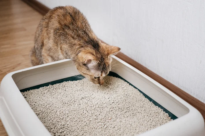 Aprenda a limpar a caixa de areia do gato