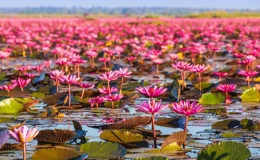 flor-de-lotus no lago