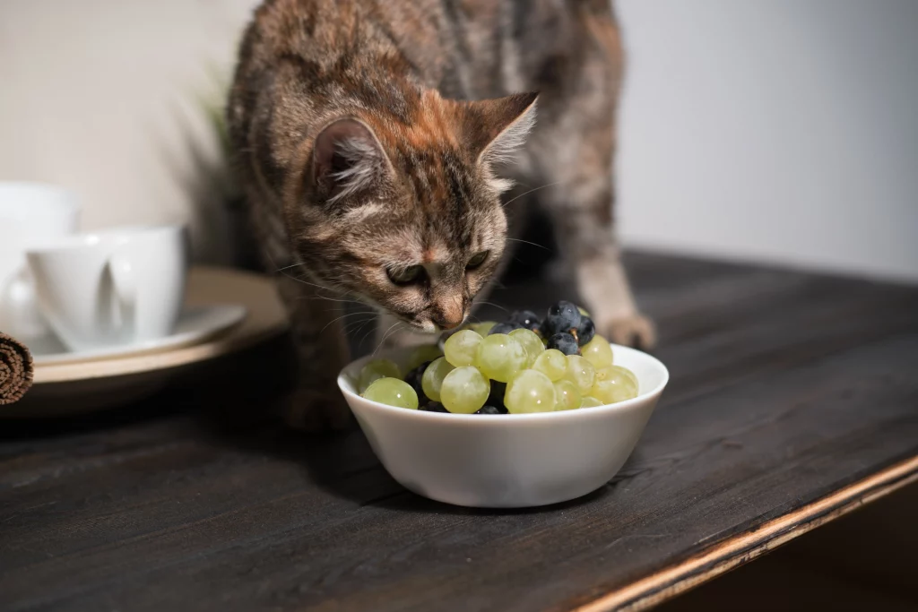 gato cheirando uva