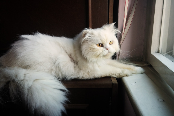 Gato persa branco: saiba tudo sobre o felino Blog da Cobasi