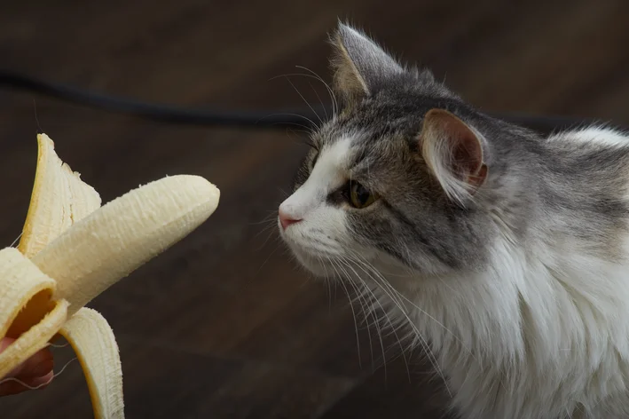 pessoa oferecendo banana para o gato