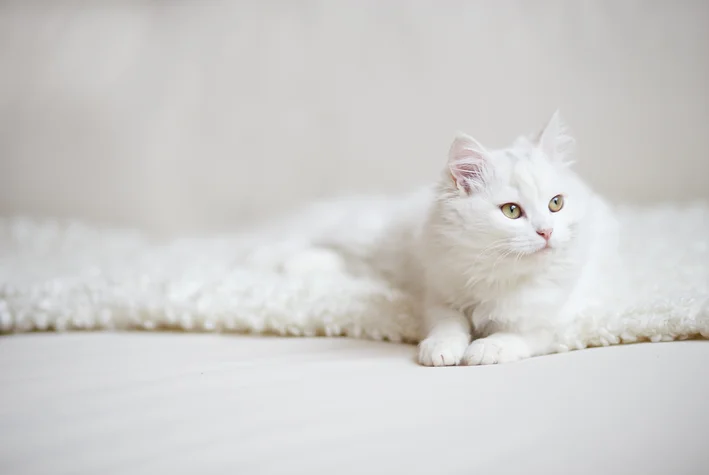 nomes para gatos brancos