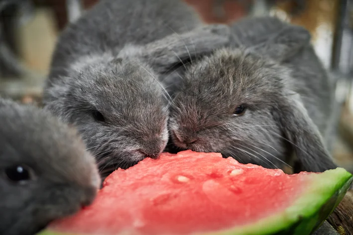 coelho pode comer casca de melancia