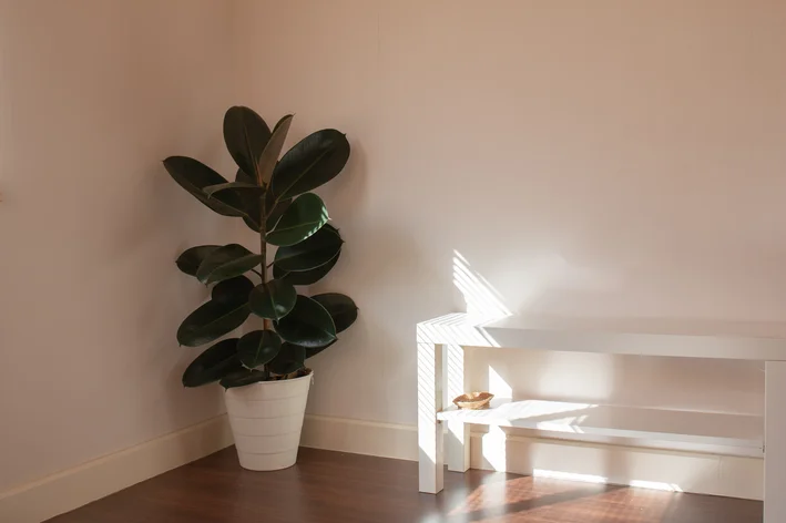 quarto com plantas Ficus elastica