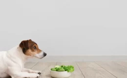 cachorro pode comer alface