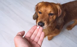 vitamina para cachorro engordar