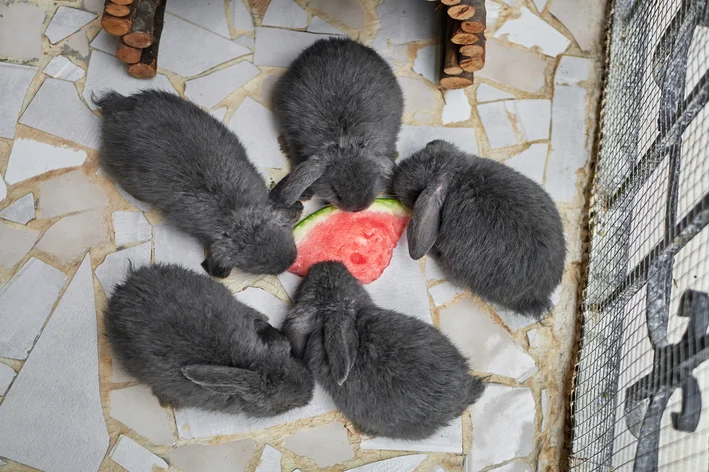 coelho pode comer melancia com casca