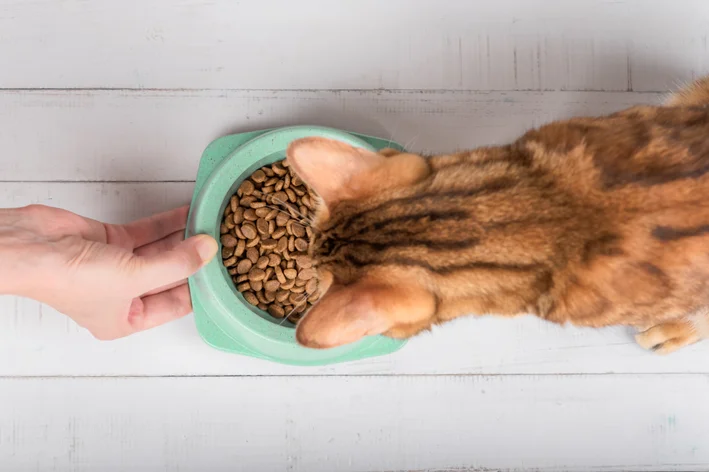 o que gatos podem comer além de ração
