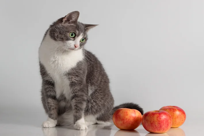 Gato pode comer maçã