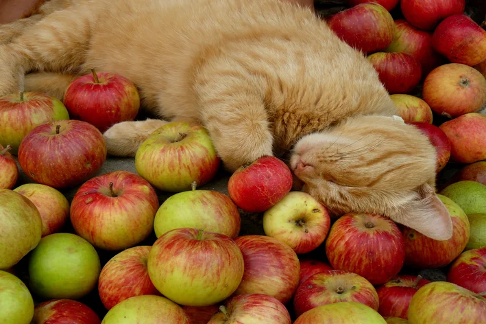 gato pode comer maçã com casca