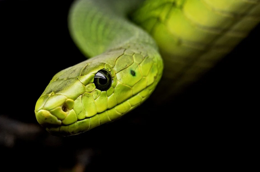 Serpentes venenosas e acidentes ofídicos - WikiCiências