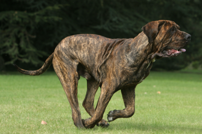 Cachorro Fila brasileiro: gigante de tamanho e coração