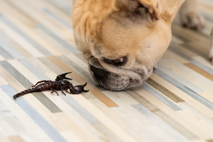 picada de escorpião em cachorro