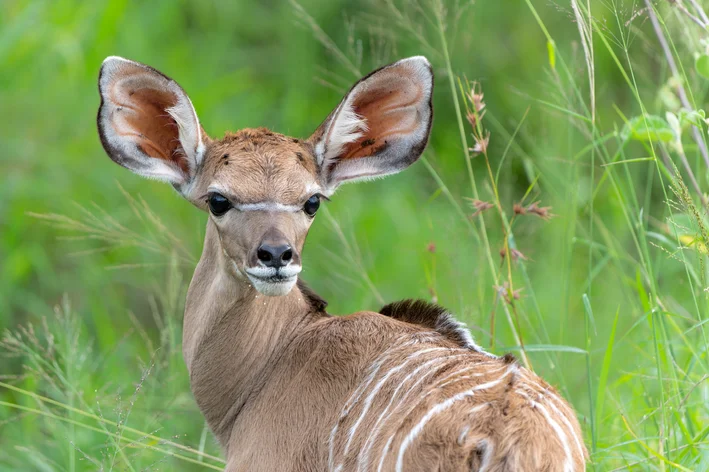 filhote de kudu na selva