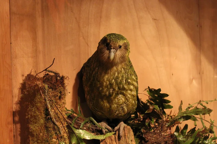pássaro kakapo no poleiro