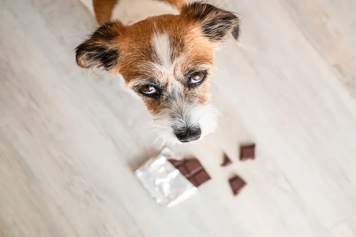 cachorro comendo chocolate