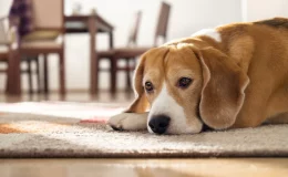 cachorro com depressão deitado no chão
