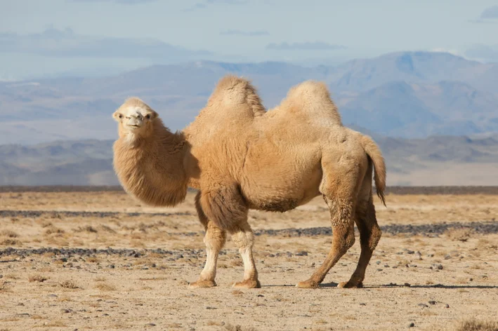 camelo no deserto