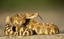 Diferença entre cobra e a serpente: saiba mais - Blog da Cobasi