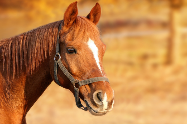 Sonhar com Cavalo: Saiba o Que Significa e Como Interpretar