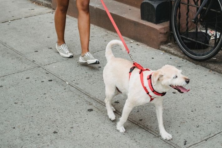 Como ensinar o cachorro a fazer as necessidades na rua de casa