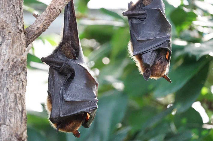 como espantar morcegos de casa