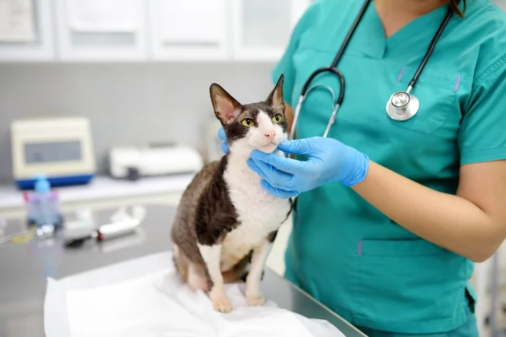 gato com doença no médico-veterinário