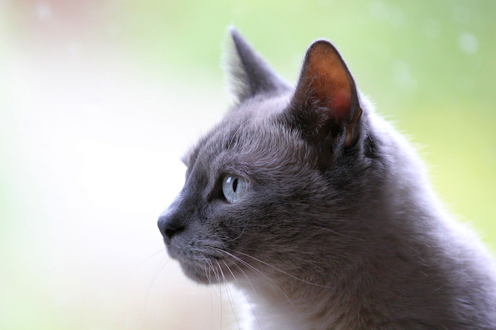 Esporotricose em gatos tem cura e posse responsável é chave para prevenção