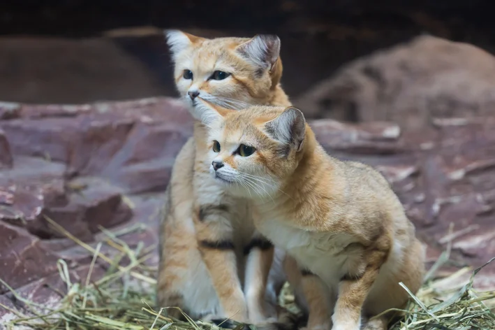 filhotes de gatos selvagens do deserto
