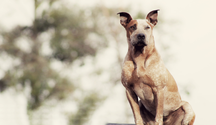 Raça de cachorro gigante: conheça algumas - Blog da Cobasi