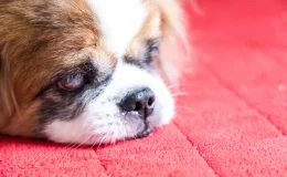 cachorro com glaucoma deitado