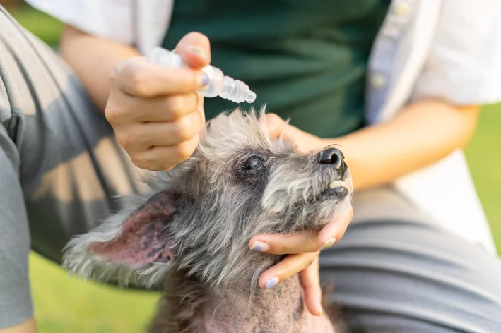 tutor pingando colírio no olho de um cão com glaucoma 