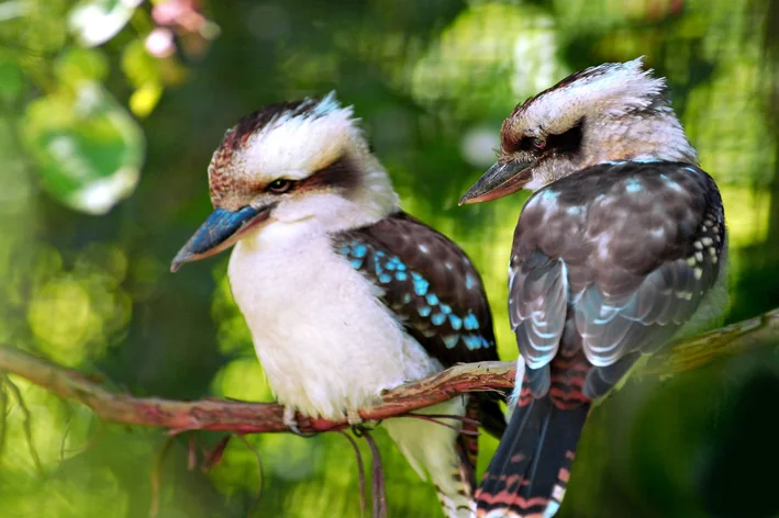 casal de kookaburra 