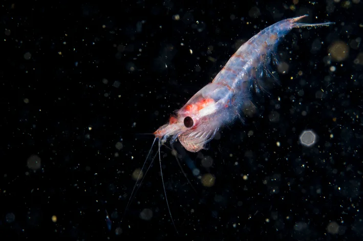 krill no fundo do mar