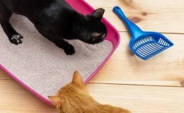 gatos escolhendo a melhor caixa de areia