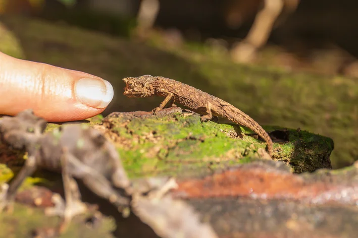 Camaleão Brookesia Micra próximo a um dedo