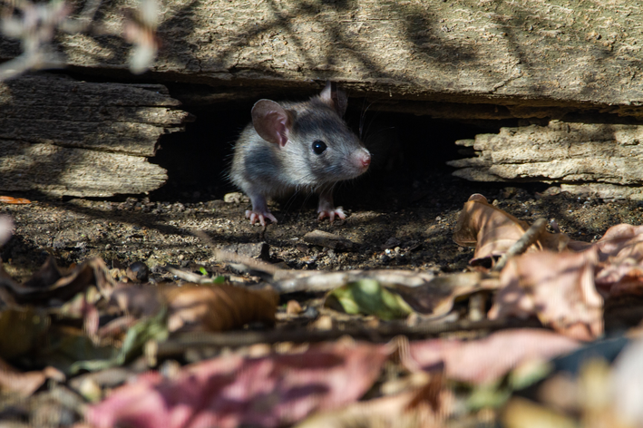 Tem um rato na minha casa! – Blog da Marilia.