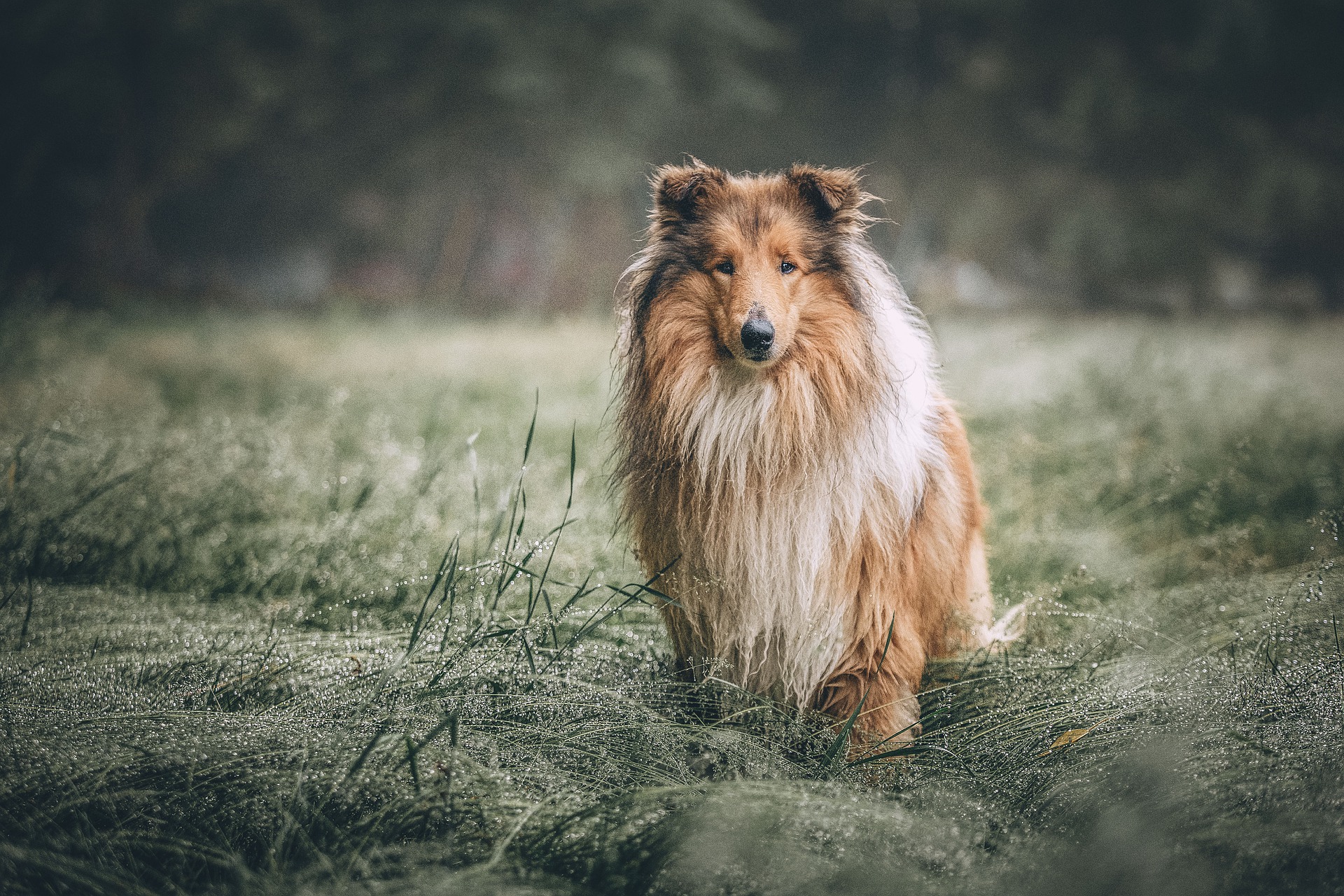 Os 10 cães mais famosos dos desenhos animados - Estrela Animal