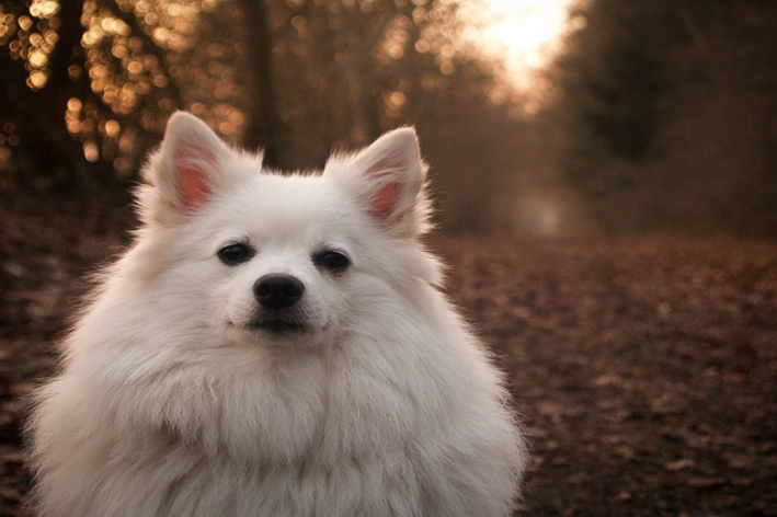 Lulu da Pomerânia é o Spitz Alemão? Descubra!