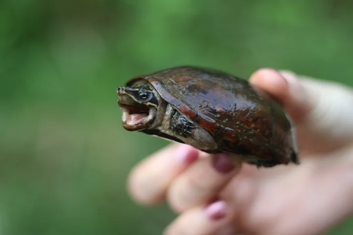 Tartaruga almiscarada segurada com dois dedos