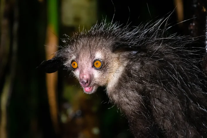 fotos dos animais mais raros do mundo