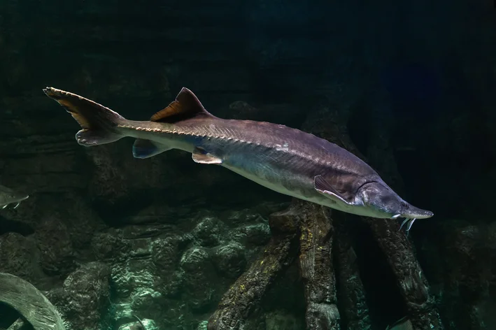 maior peixe do mundo Esturjão-branco 