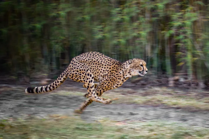 qual o animal mais rapido do mundo
