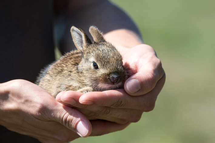 Derreta-se com os animais de estimação mais fofos do mundo